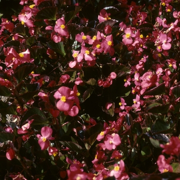 Begonia semperflorens 'Vision® Bright Rose' 