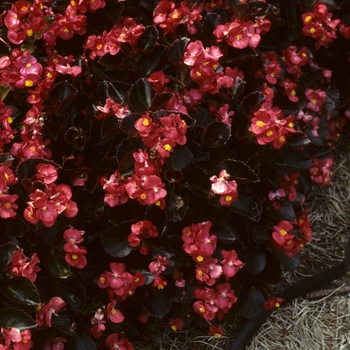 Begonia semperflorens