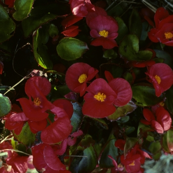 Begonia semperflorens 'Oasis Scarlet' 