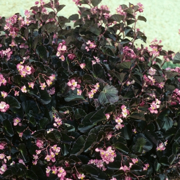 Begonia 'Kaylen' 
