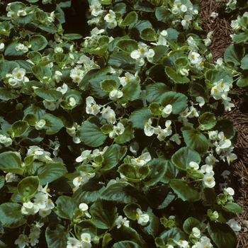 Begonia semperflorens-cultorum 'Olympia White'