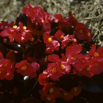 Begonia semperflorens-cultorum 'Vision® Red'