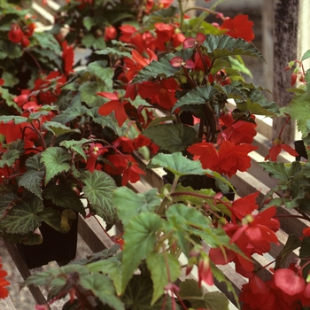 Begonia x tuberhybrida 'Chanson' 