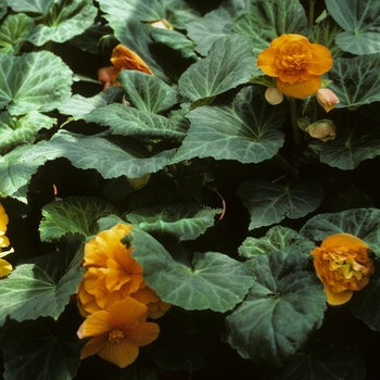 Begonia x tuberhybrida 'Series' 