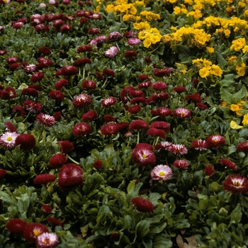 Bellis perennis