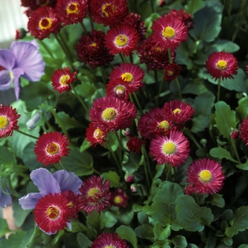 Bellis perennis 'Carpet Red' 