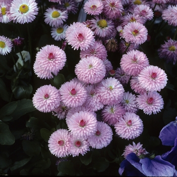 Bellis perennis 'Carpet Rose'