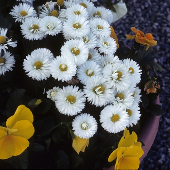 Bellis perennis 'Carpet White' 