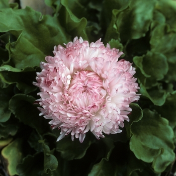 Bellis perennis 'Chevreuse Rose' 