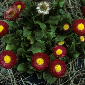 Bellis perennis 'Early Aetna' 