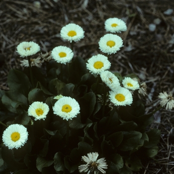 Bellis perennis 'Medici White'