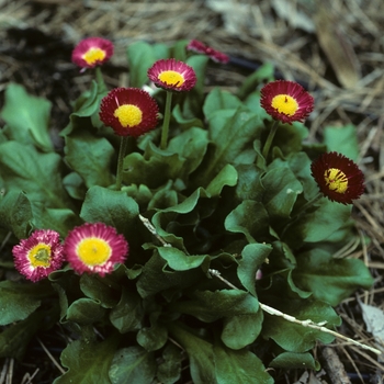 Bellis perennis 'Medici Red' 