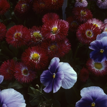 Bellis perennis 'Radar Red' 