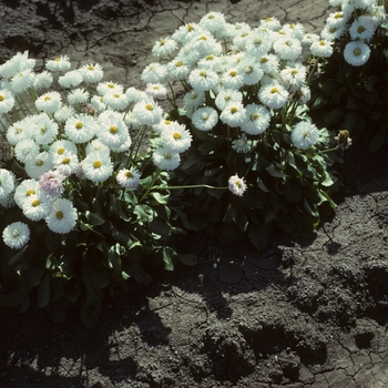 Bellis perennis 'Radar White'