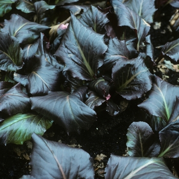 Bergenia 'Abendglocken' 