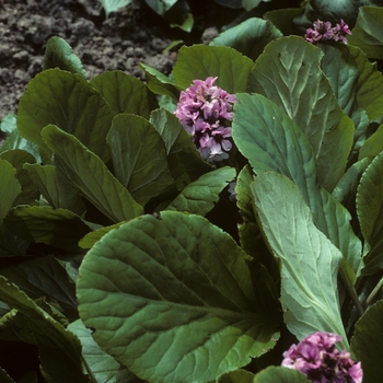 Bergenia 'Ballalway' 