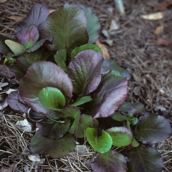 Bergenia 'Bressingham Ruby' 