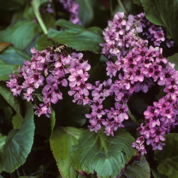 Bergenia 'Distinction' 