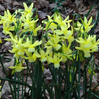 Narcissus 'Pipet'