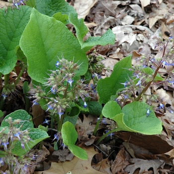 Trachystemon orientalis 