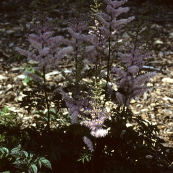 Astilbe x arendsii 'Tamarix'