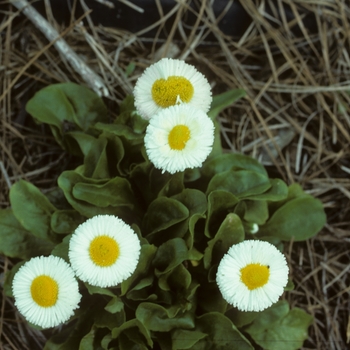 Bellis perennis 'Pomponette White'