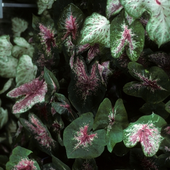 Caladium bicolor 'Fire Chief'