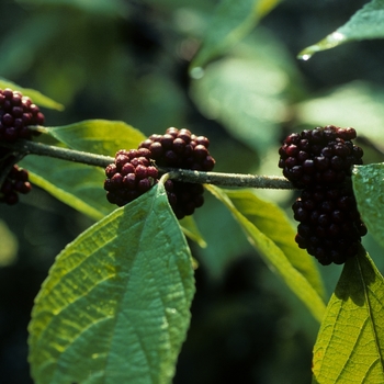 Callicarpa bodinieri