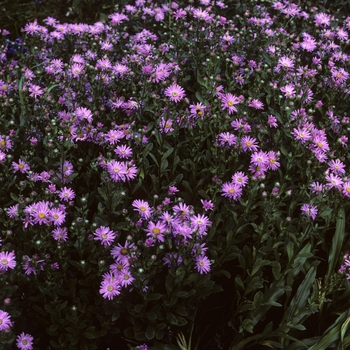 Aster thompsonii 'Nana'