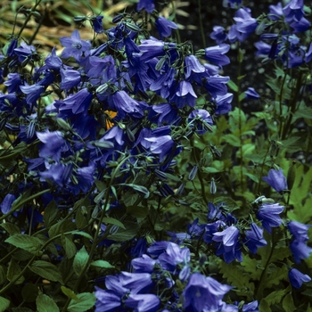 Campanula rhomboidalis