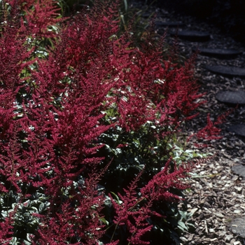 Astilbe x arendsii 'Feuer' 