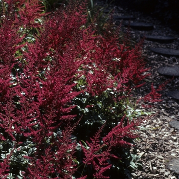 Astilbe x arendsii 'Feuer'