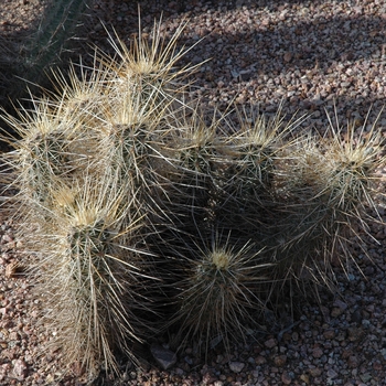 Echinocactus engelmannii