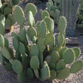 Opuntia engelmannii var. lindheimeri