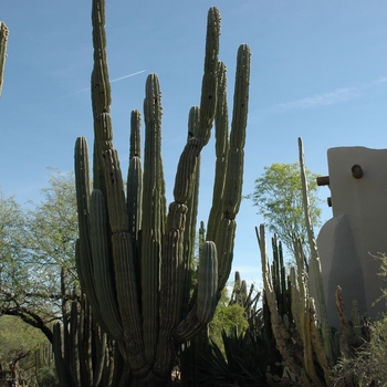 Pachycereus pringlei