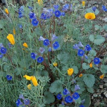 Phacelia campanularia