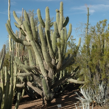 Stetsonia coryne '' (005339)
