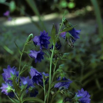 Campanula trachelium 'Bernice' 