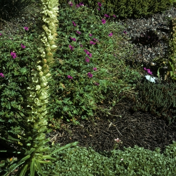 Campanula thrysoides