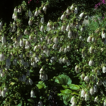 Campanula takesimana '' (005342)