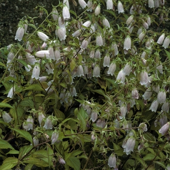 Campanula takesimana