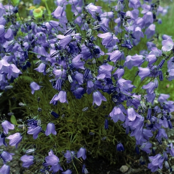 Campanula scheuchzeri