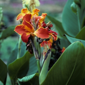 Canna x generalis 'Bugle Boy' 