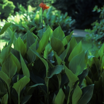 Canna x generalis 'Beatrix' 