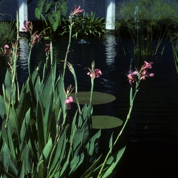 Canna x generalis 'Erebus' 