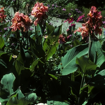 Canna x generalis 'Evening Star' 