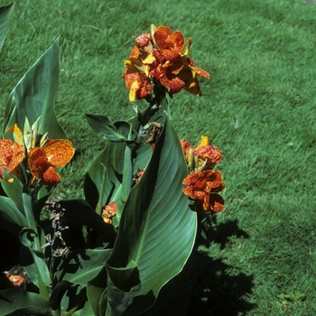 Canna x generalis 'Dollar' 