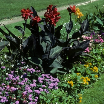 Canna x generalis 'Chanteclerc' 