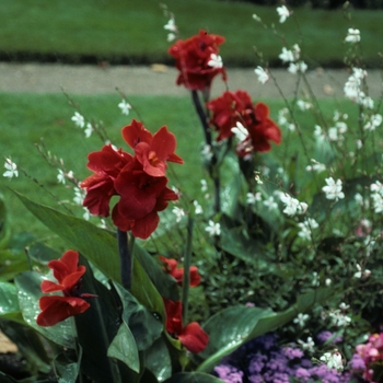 Canna x generalis 'Cap Camarata' 