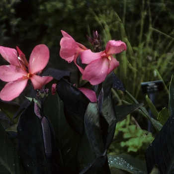 Canna x generalis 'Liberty Dwarf Pink' 